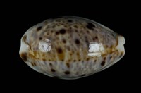 藏品(山貓寶螺)的圖片